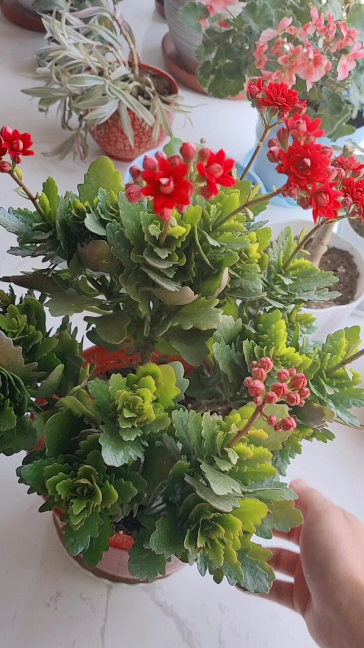 长寿花—非洲红宝石