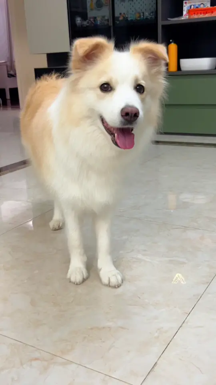 一只八岁小狗梳毛前的颜值,边牧陈贝拉