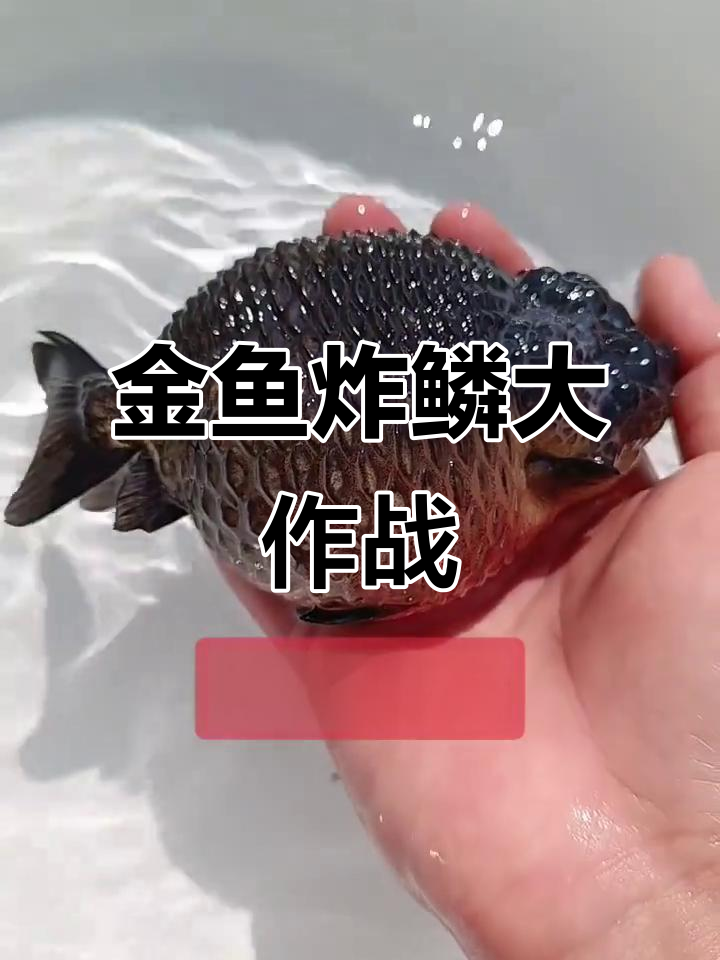 福建阿泷金鱼炸鳞,观赏鱼界的"爆炸"时刻