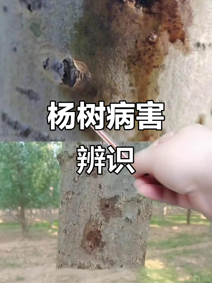 杨树水泡型溃疡病症状识别与防治技巧