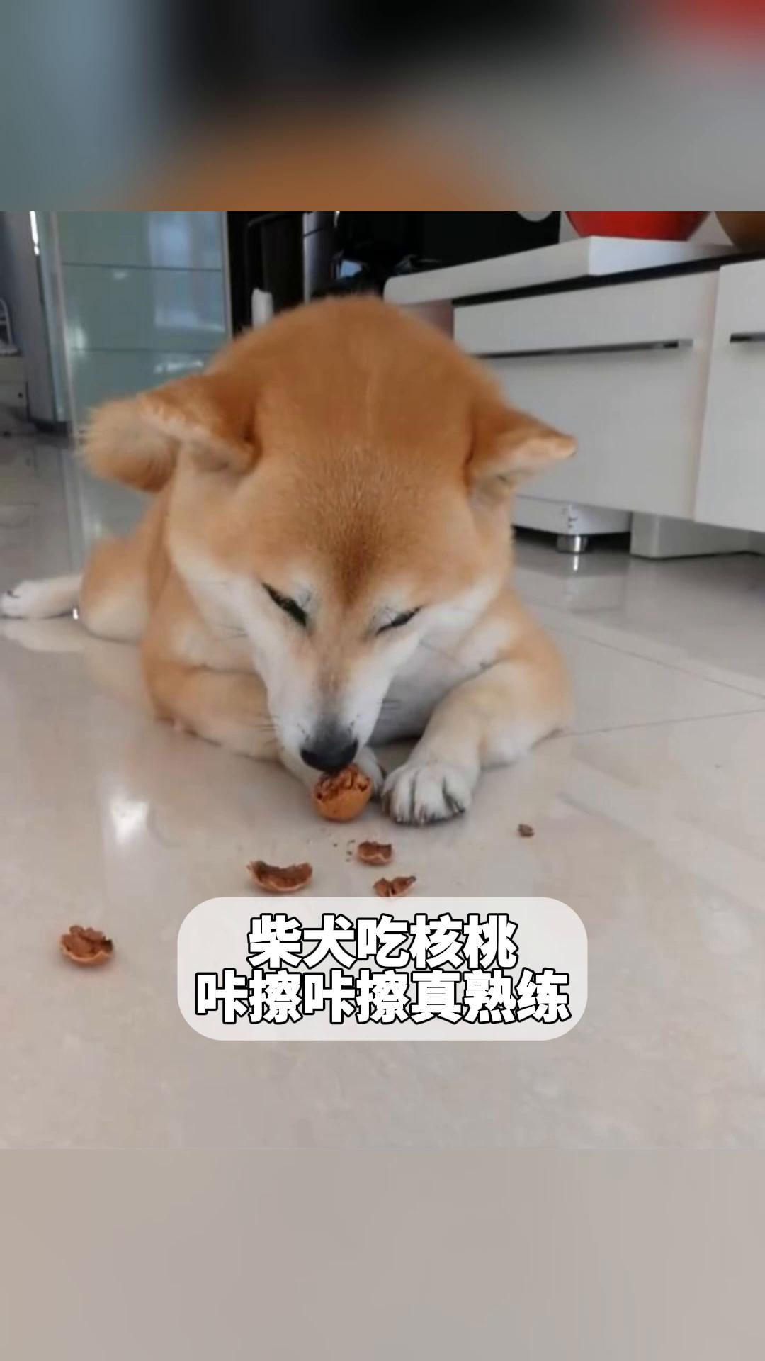 柴犬吃核桃,咔擦咔擦真熟练