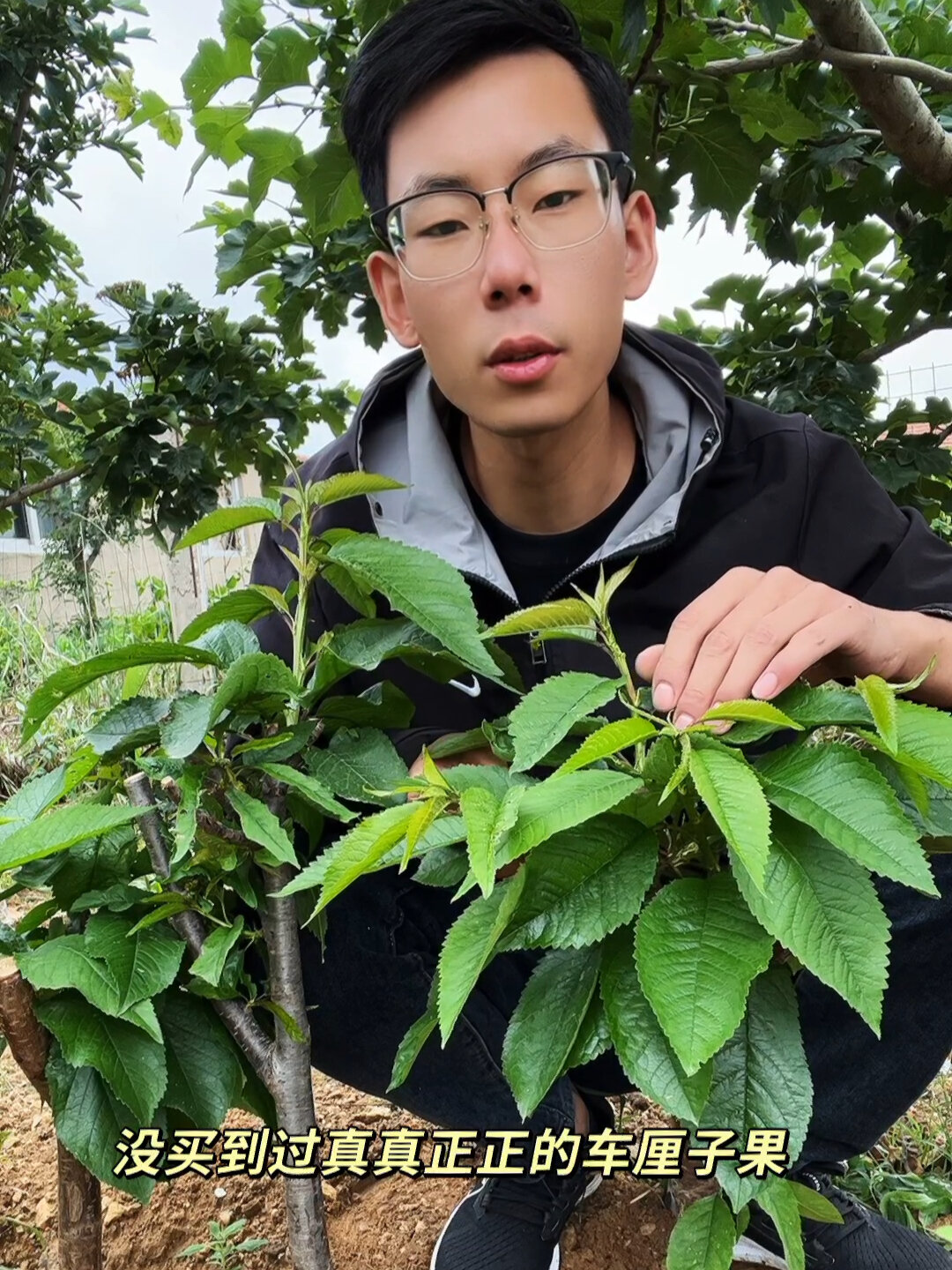 一招就可以辨别真假车厘子树苗