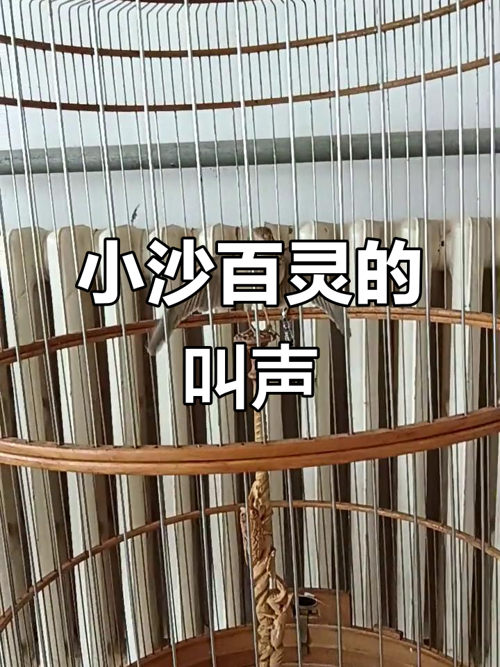 小沙百灵欢快鸣叫,活泼可爱