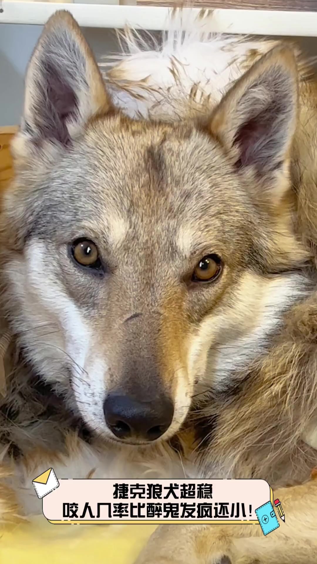 捷克狼犬超稳,咬人几率比醉鬼发疯还小!