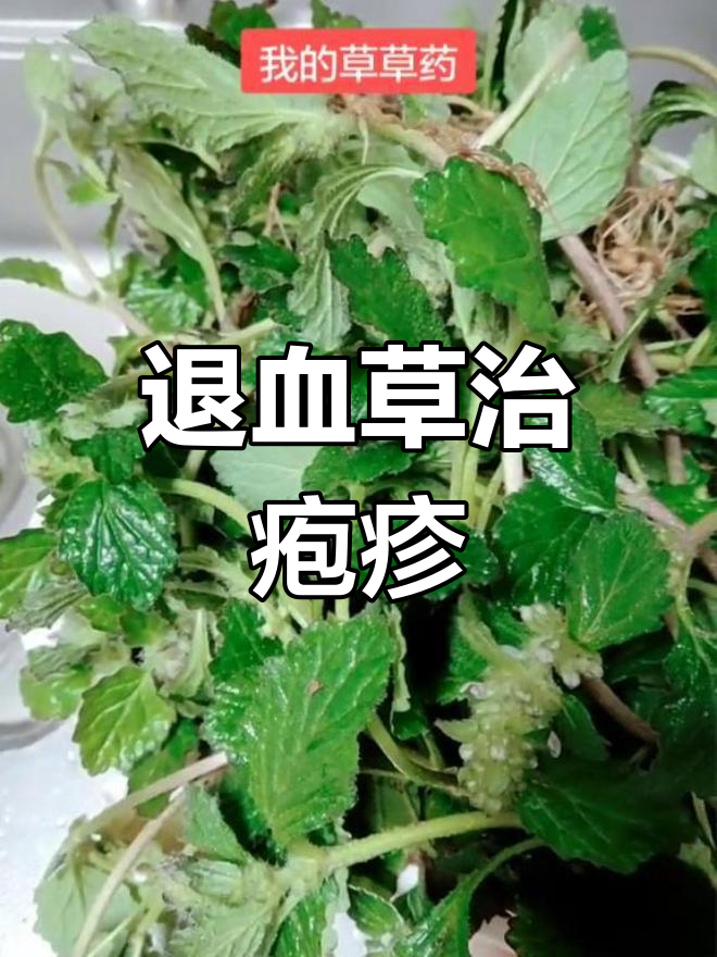 贵州特产退血草,治疱疹效果显著