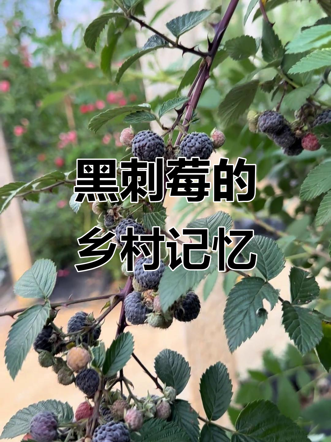童年最爱的野生黑刺莓,硕果累累的乡村味道