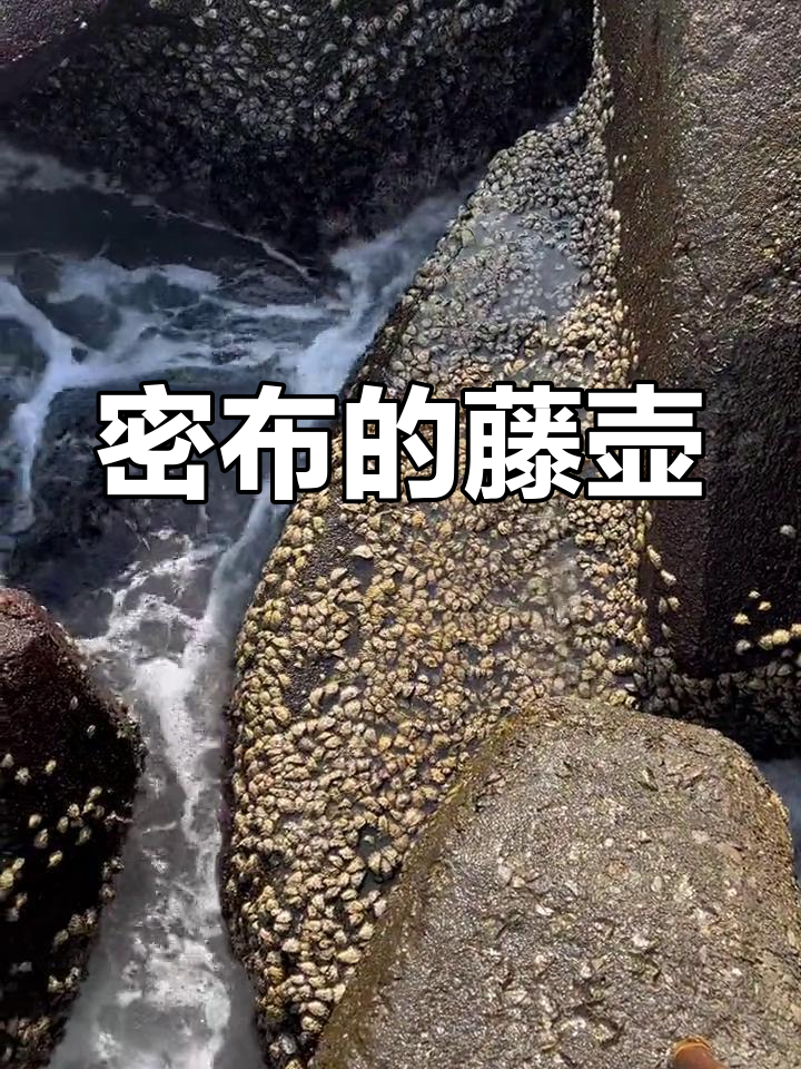 沉湖中的藤壶,密集恐惧症慎入