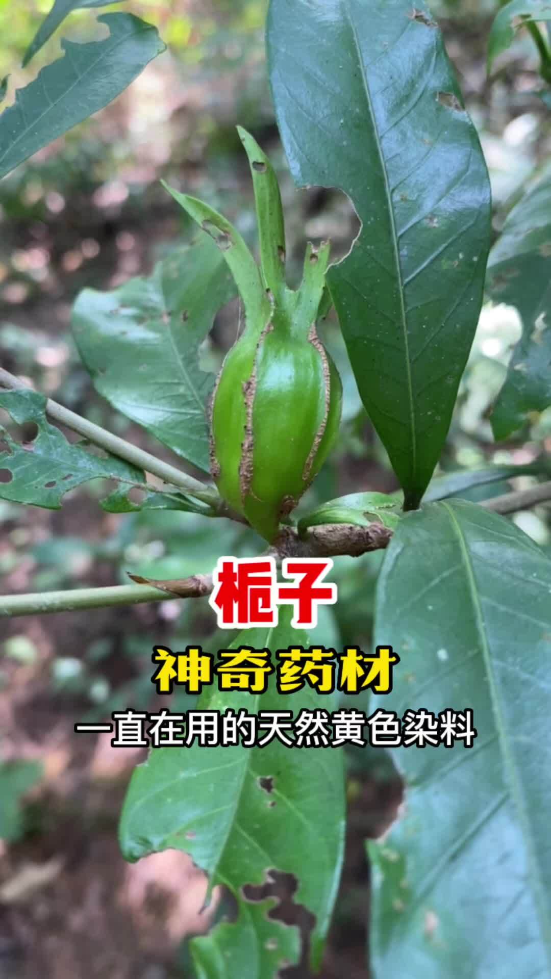 栀子也叫黄果子,你的家乡有吗?