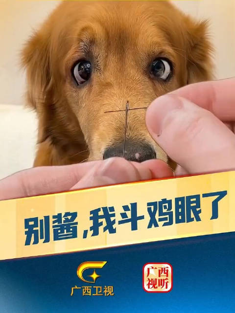 对眼狗图片