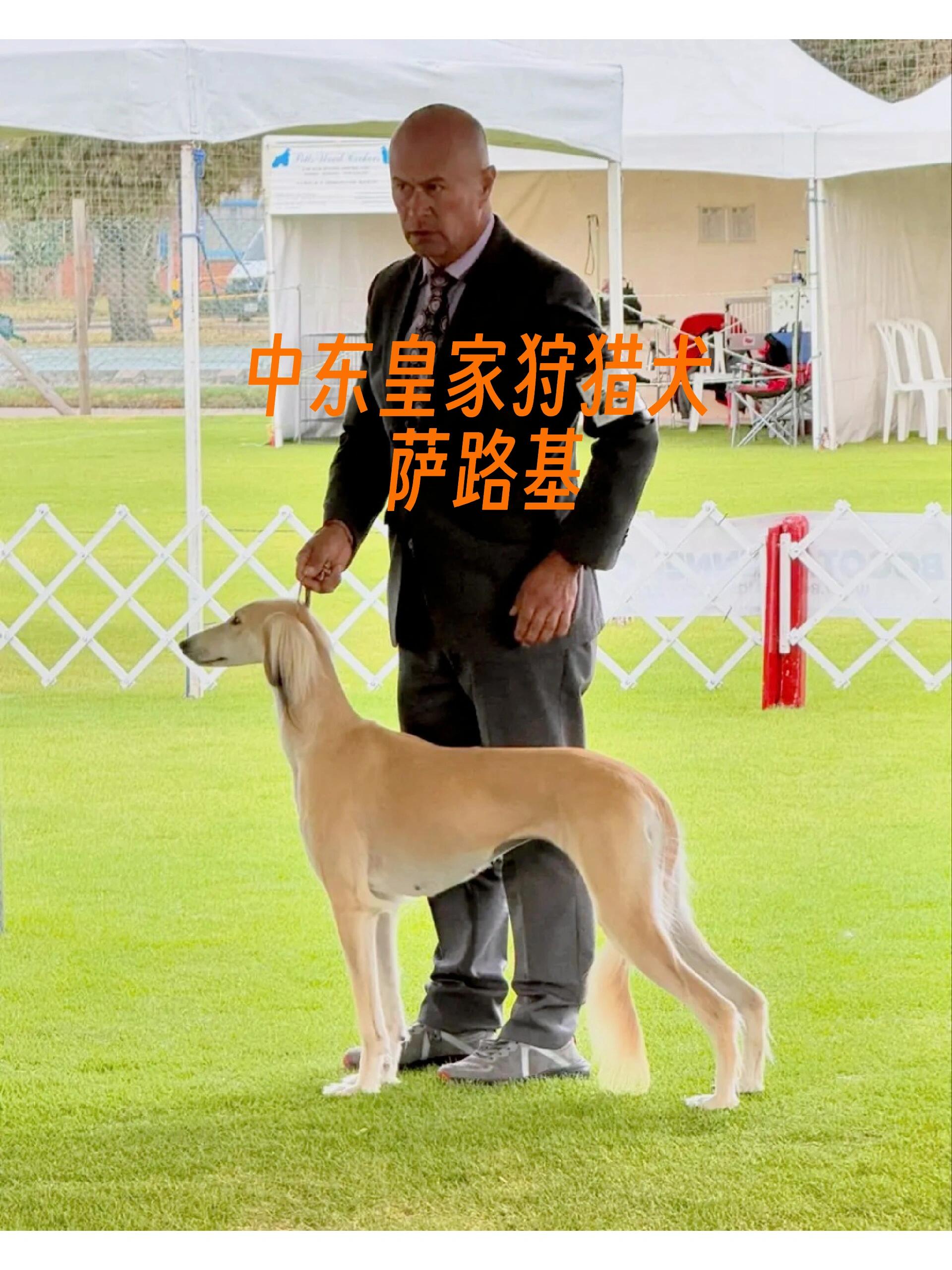 中东皇家狩猎犬～萨路基
