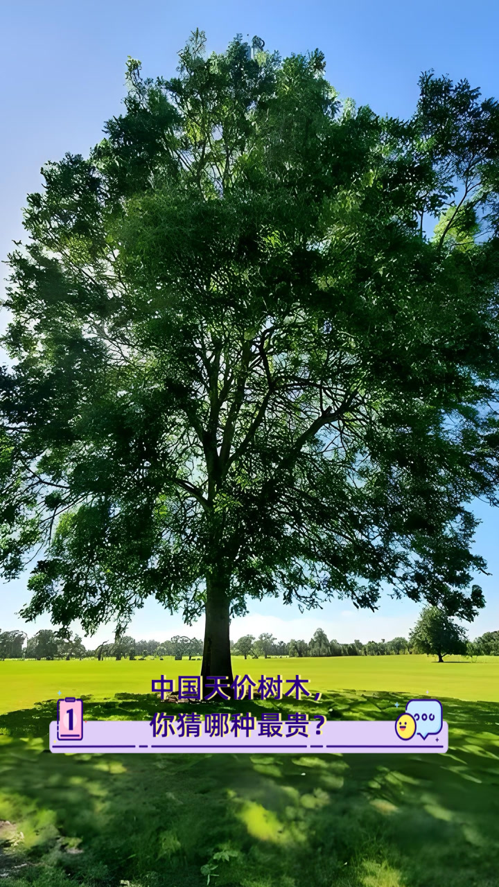 中国十大名贵树木排名(中国十大名贵树木排名图片) 第1张