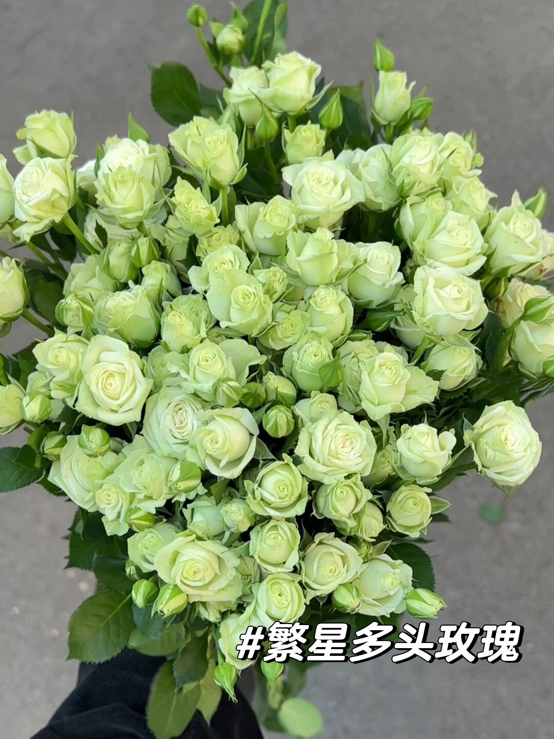 繁星多头玫瑰 清新白绿色系 耐看