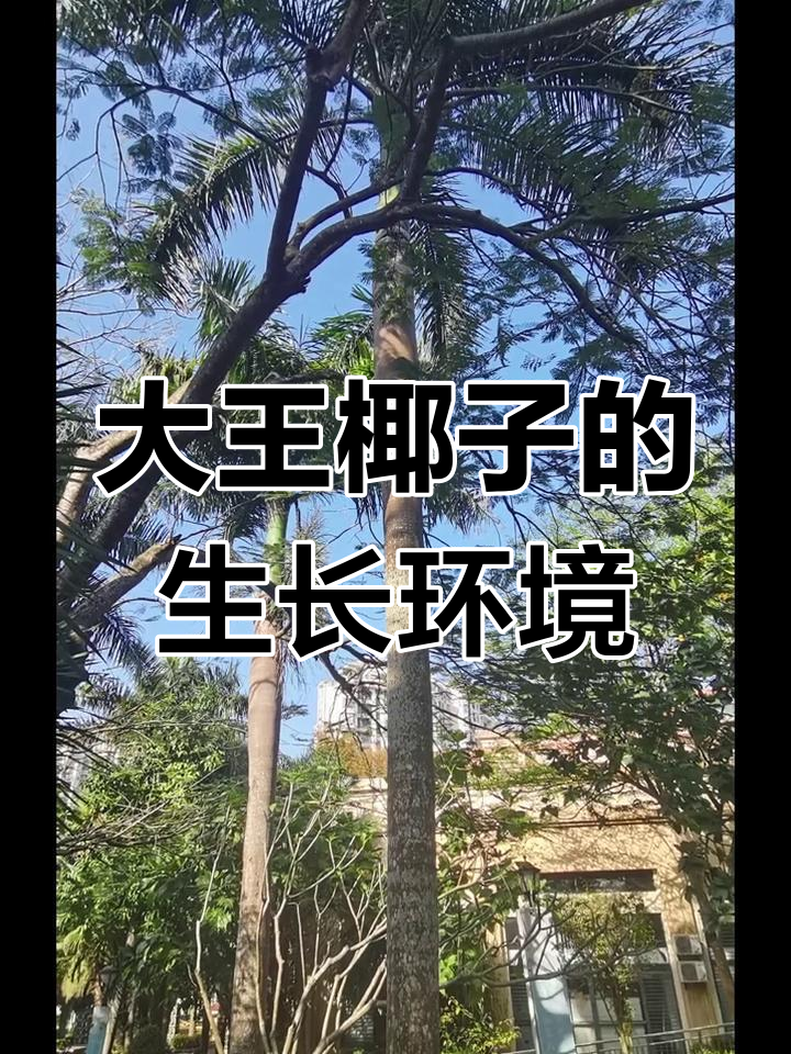 大王椰子树砸人图片