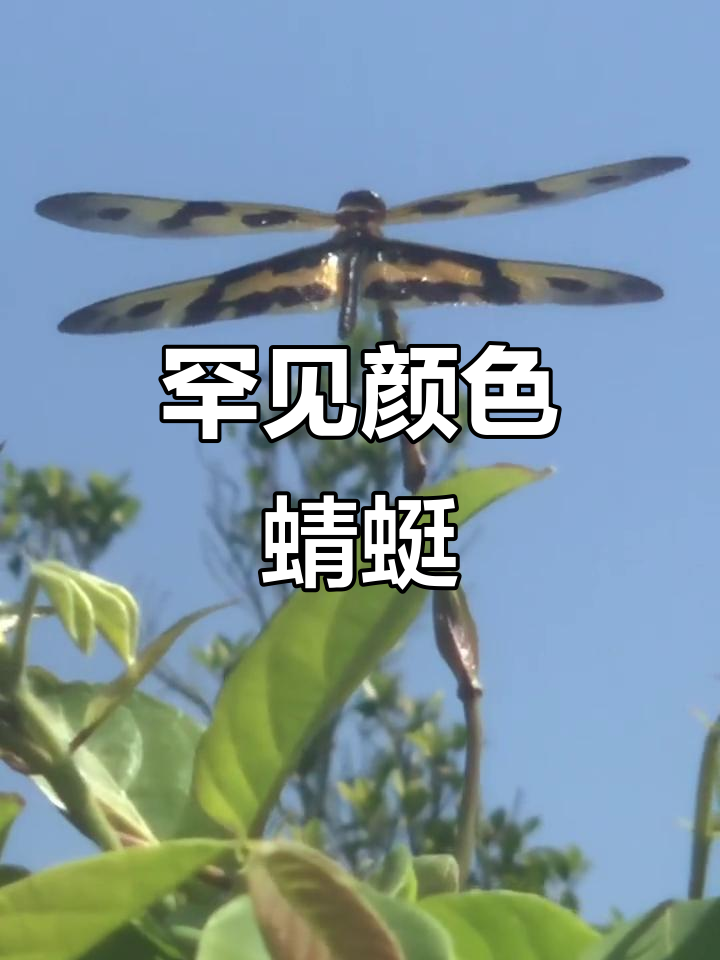 见过这种颜色的蜻蜓吗?简直惊艳到不敢呼吸