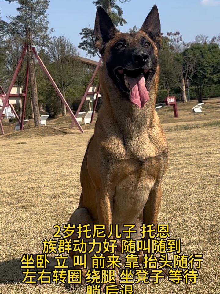 2岁动力科目马犬弟弟 族群动力很好可以做到随叫随到