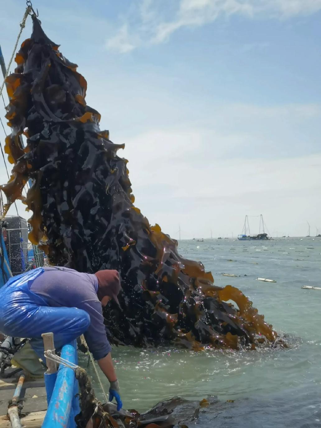 南日岛海带大丰收,开始招海带工人啦!海鲜原产地 海带-度小视