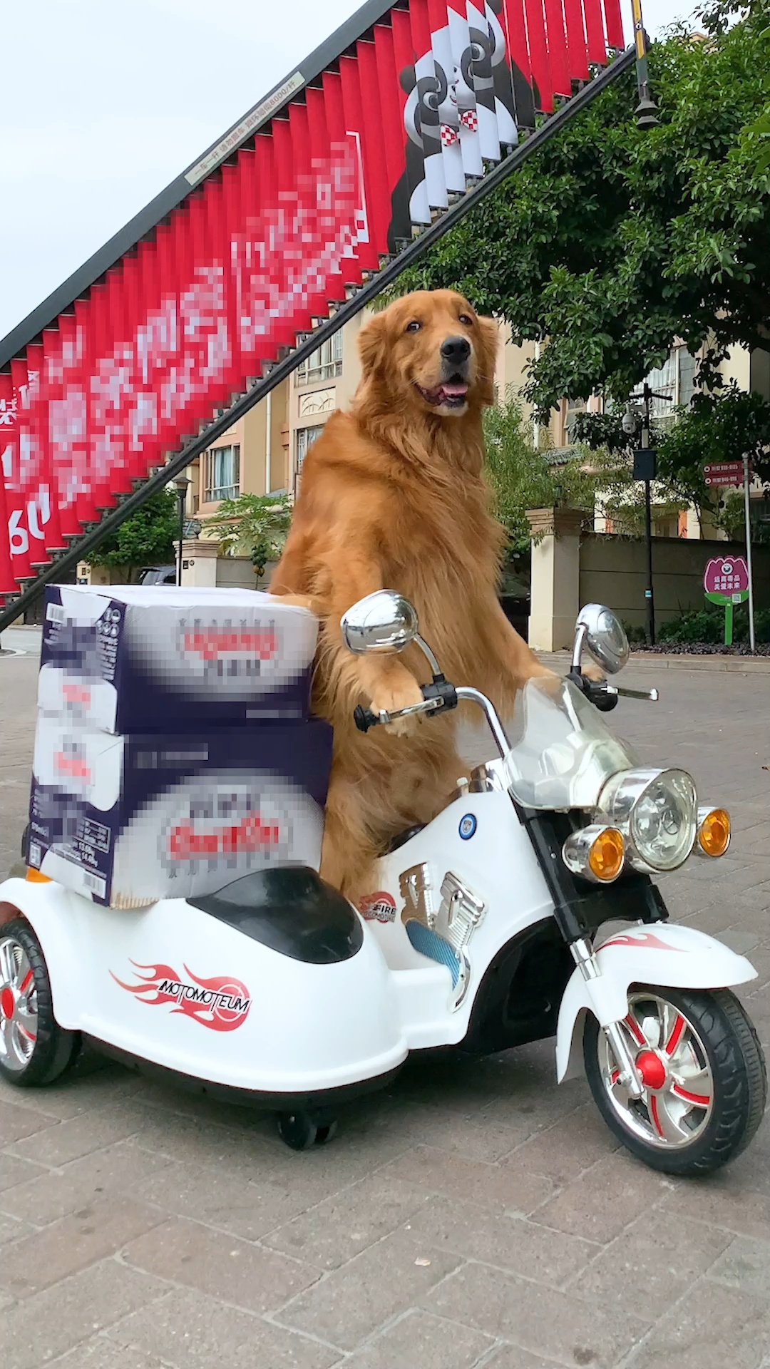 金毛狗子轮胎和老板的故事又来了