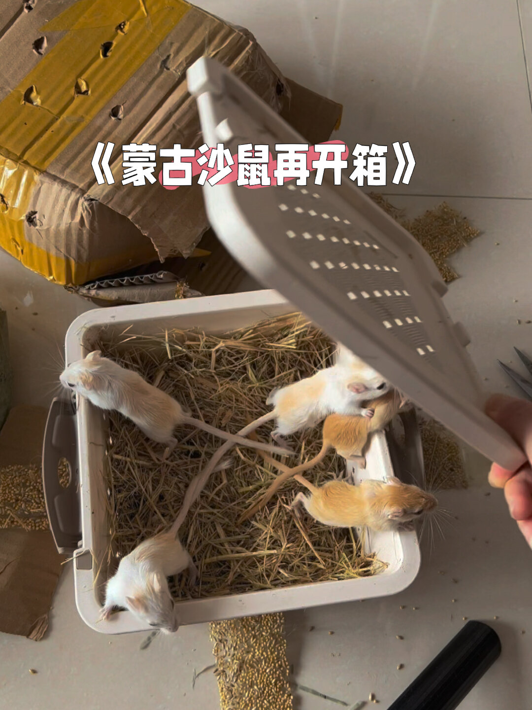 蒙古沙鼠开箱～白金色真好看