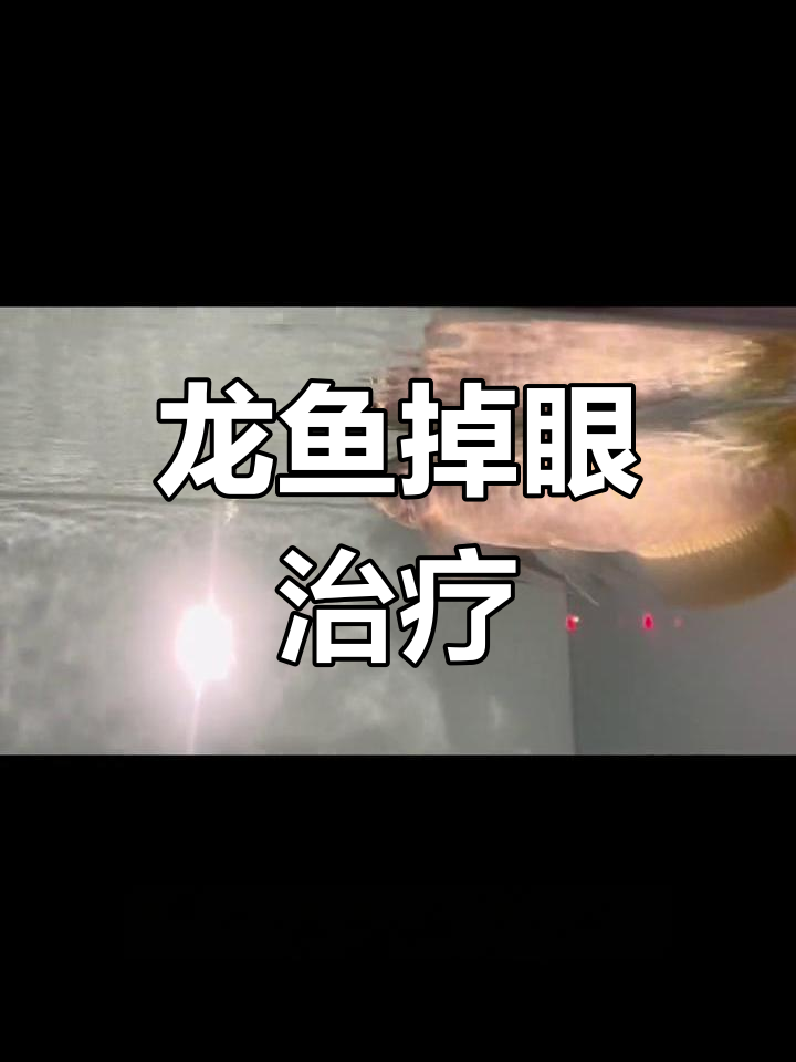 龙鱼掉眼恢复方法分享