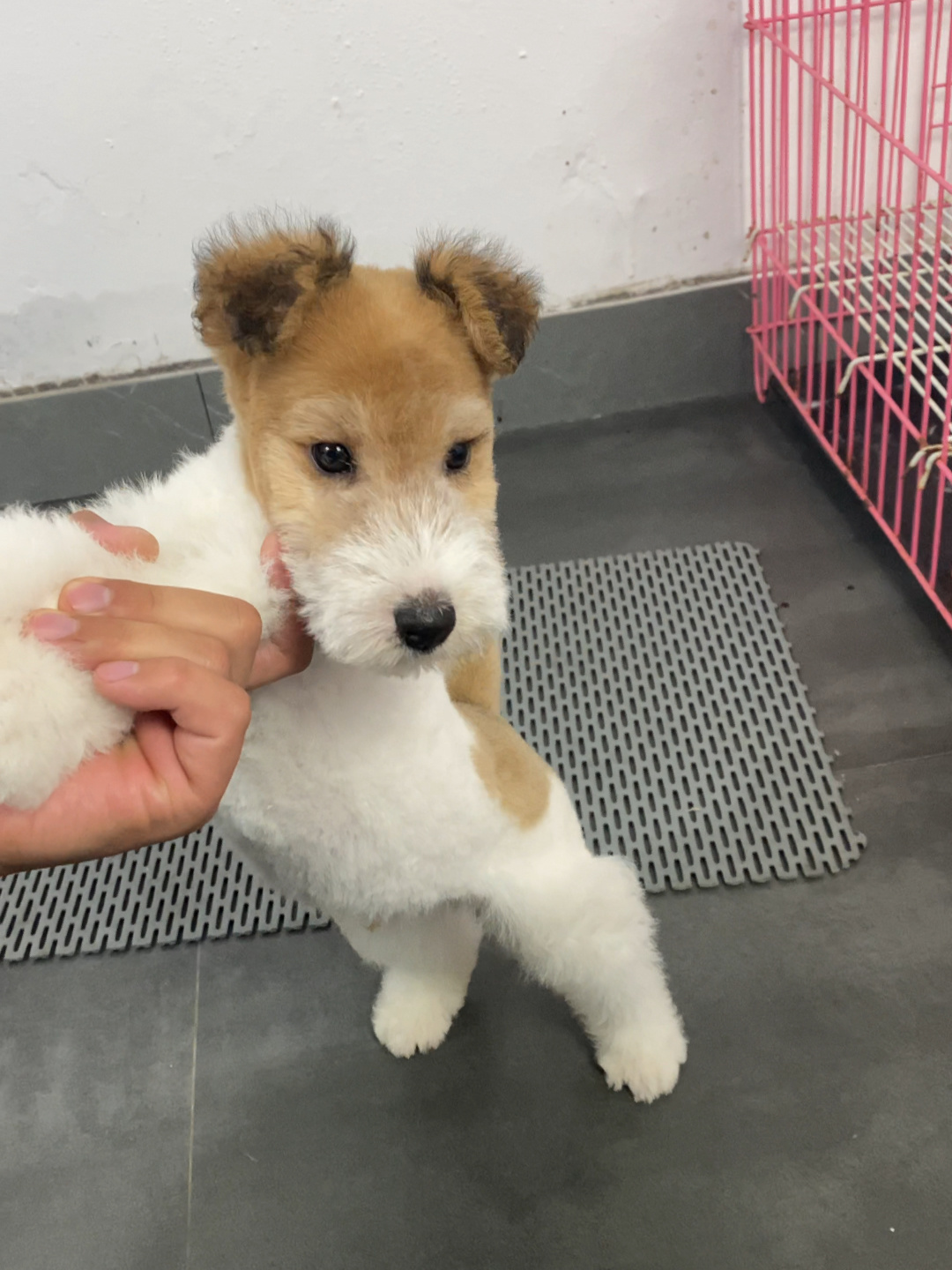 超级小众的宝藏品种～猎狐梗犬 你们喜欢嘛