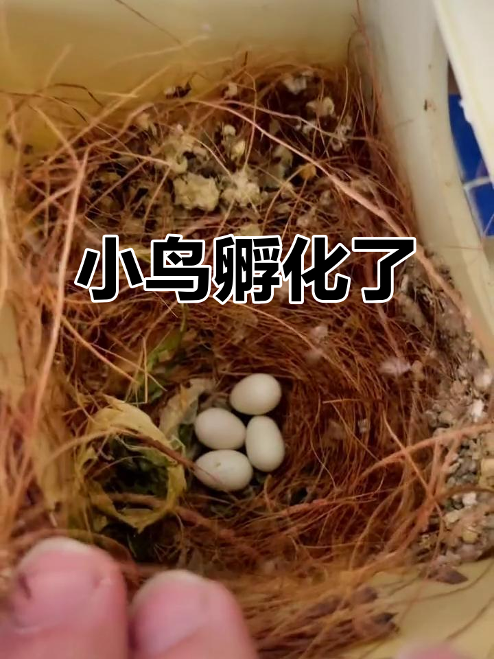 珍珠鸟下蛋了!14颗小鸟孵化中,白蛋率有点高