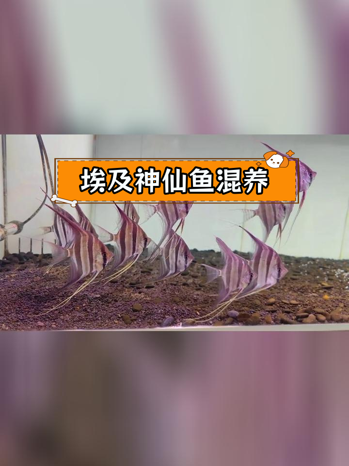 埃及神仙鱼最佳混养图片