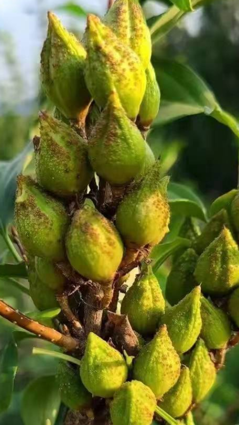 连翘树苗结果情况