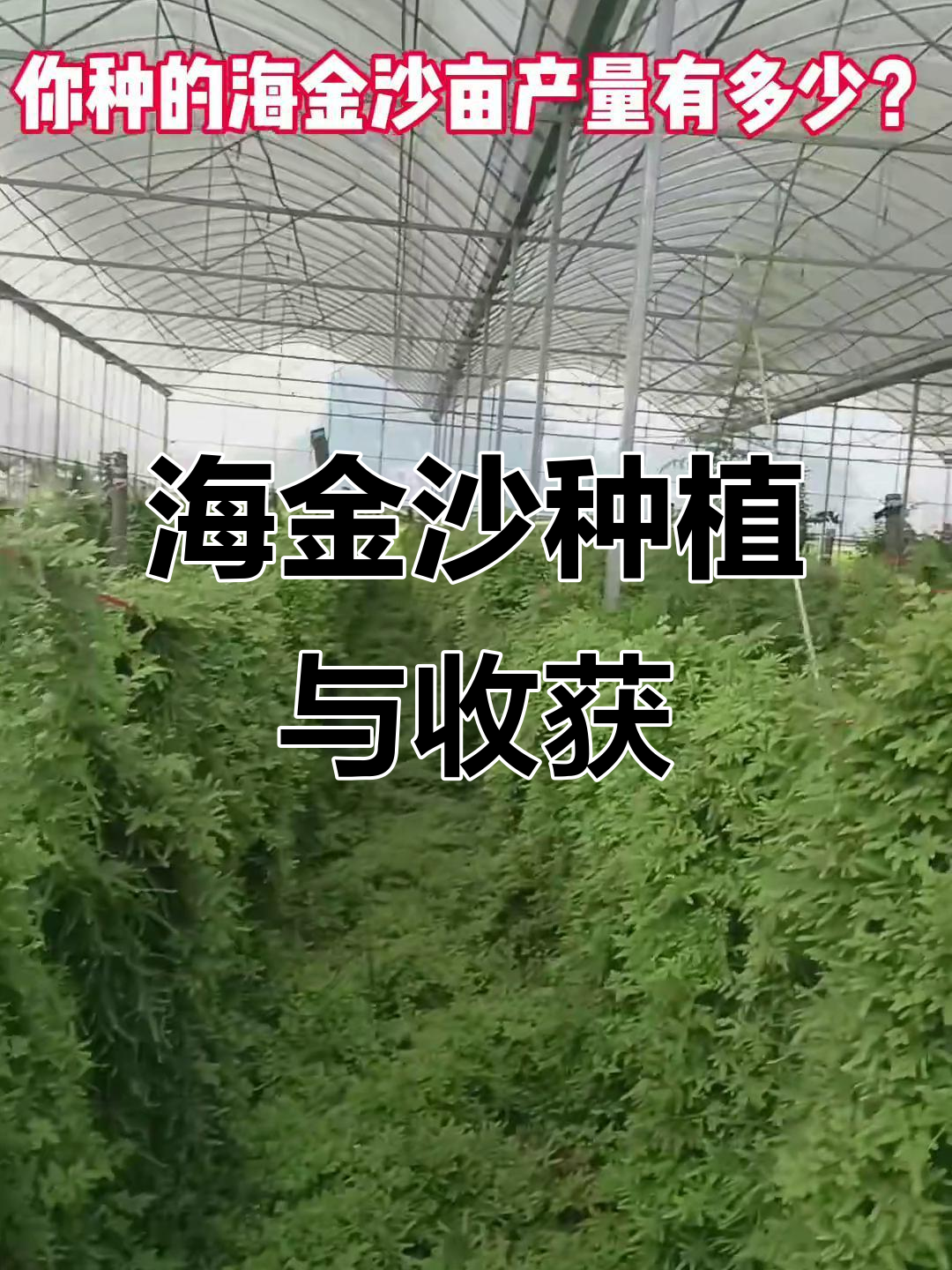 海金沙种植一年,产量如何?全程记录收割过程