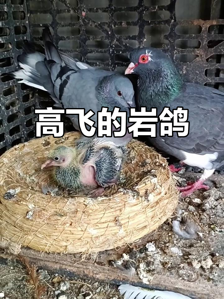 岩鸽高飞,基因强大!