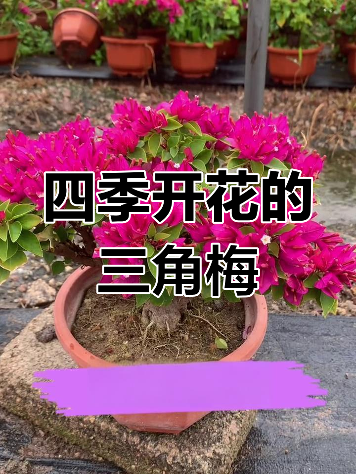 小桃红三角梅:四季开花,轻松养护