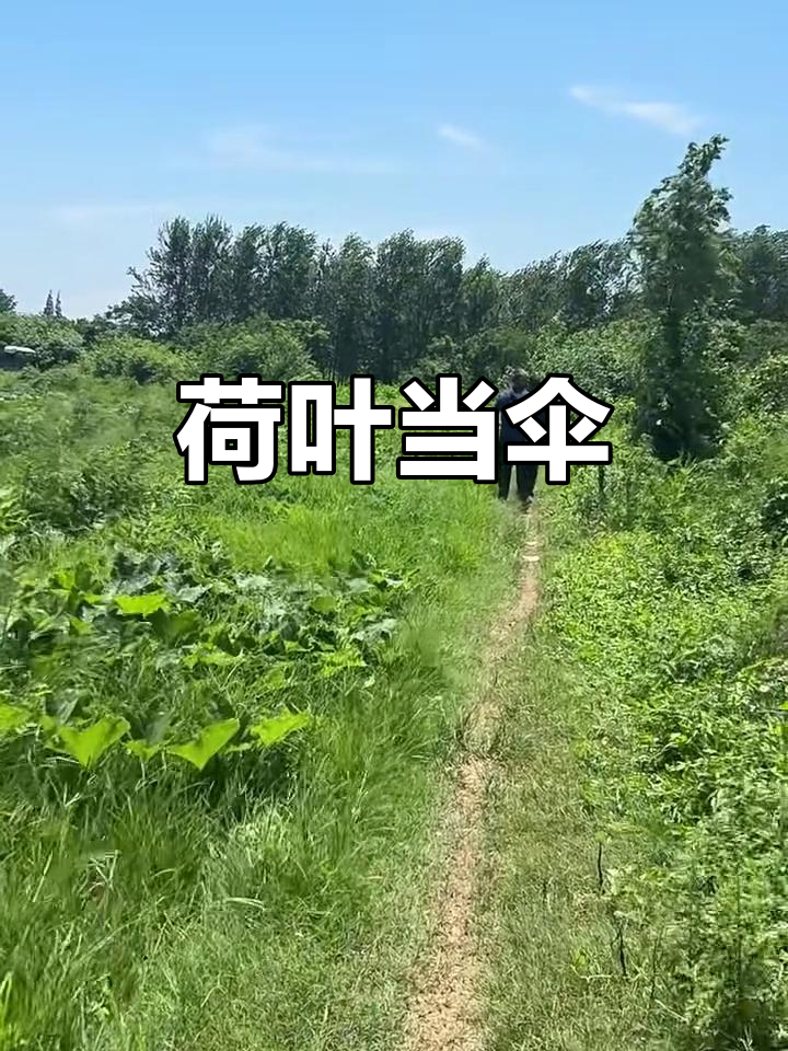 荷叶变伞,雨天也能如此优雅