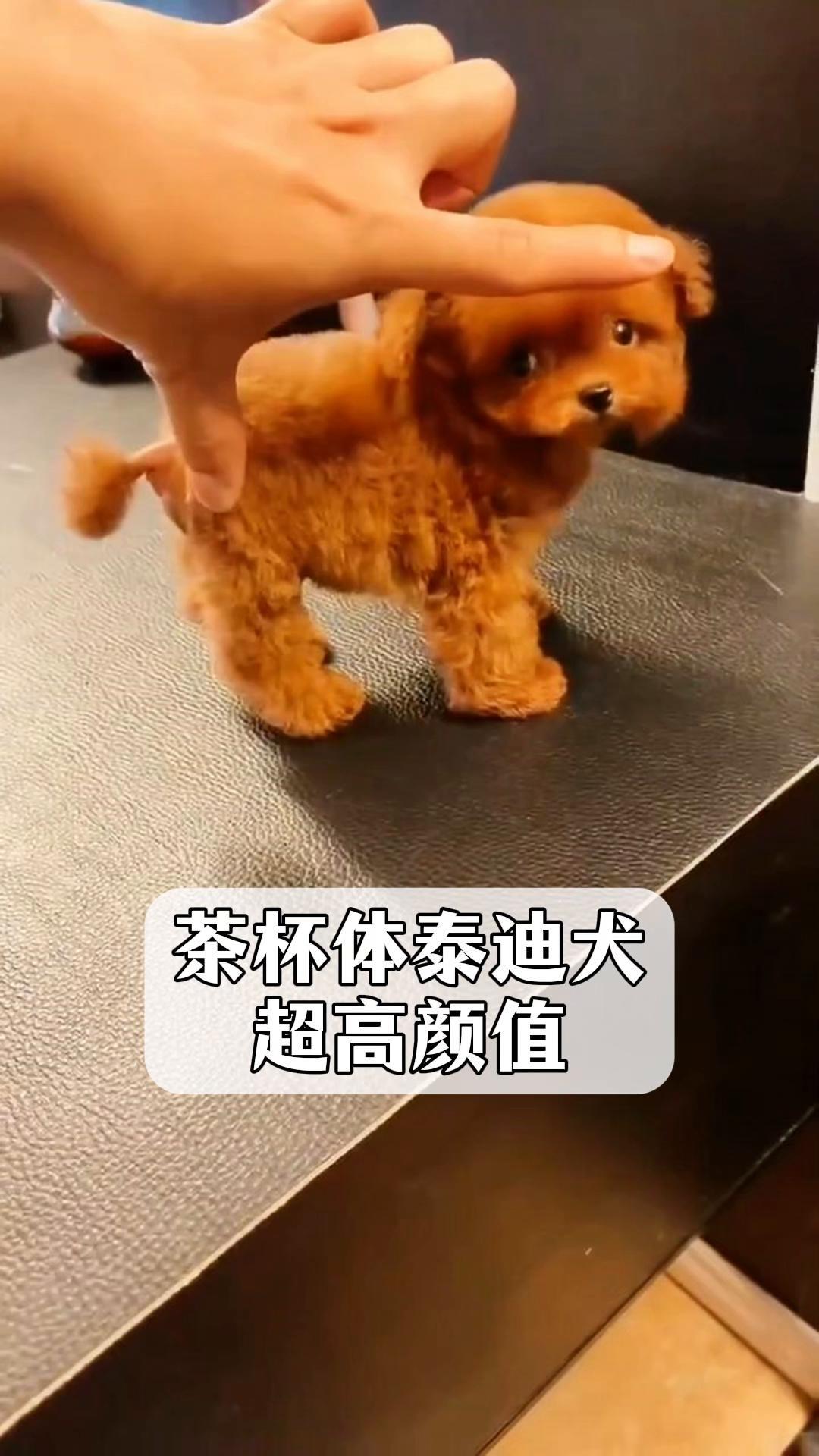 泰迪茶杯犬多少钱一只图片