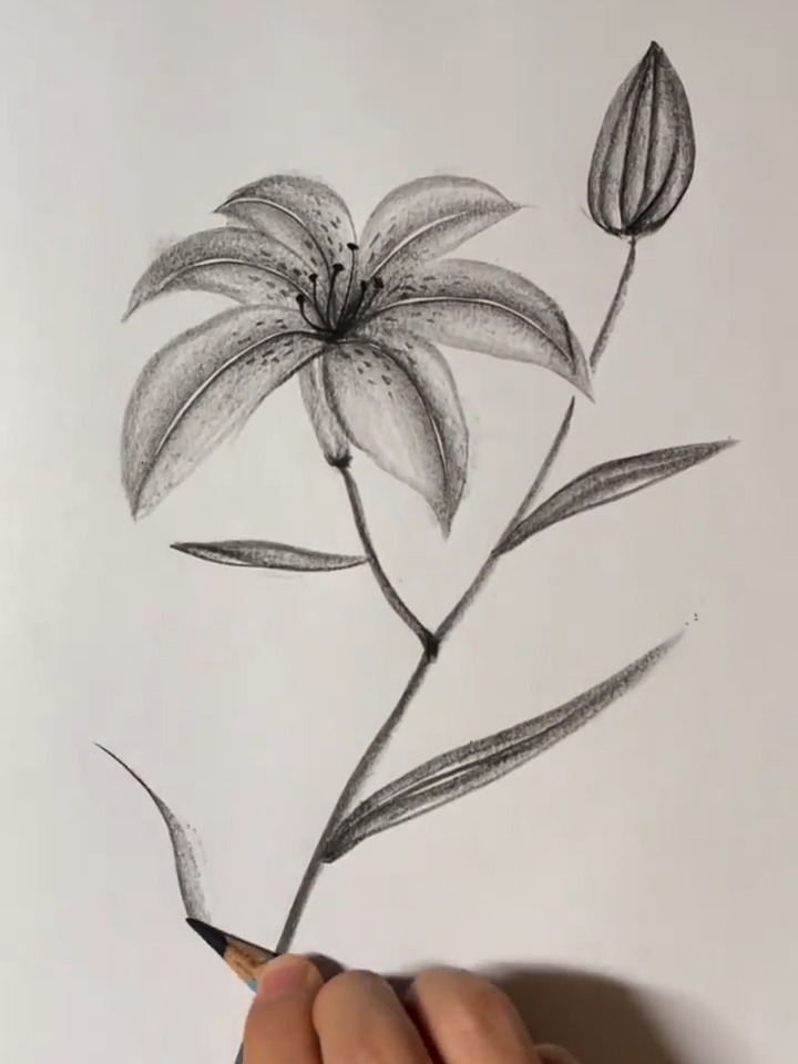 最简单的铅笔百合花画法