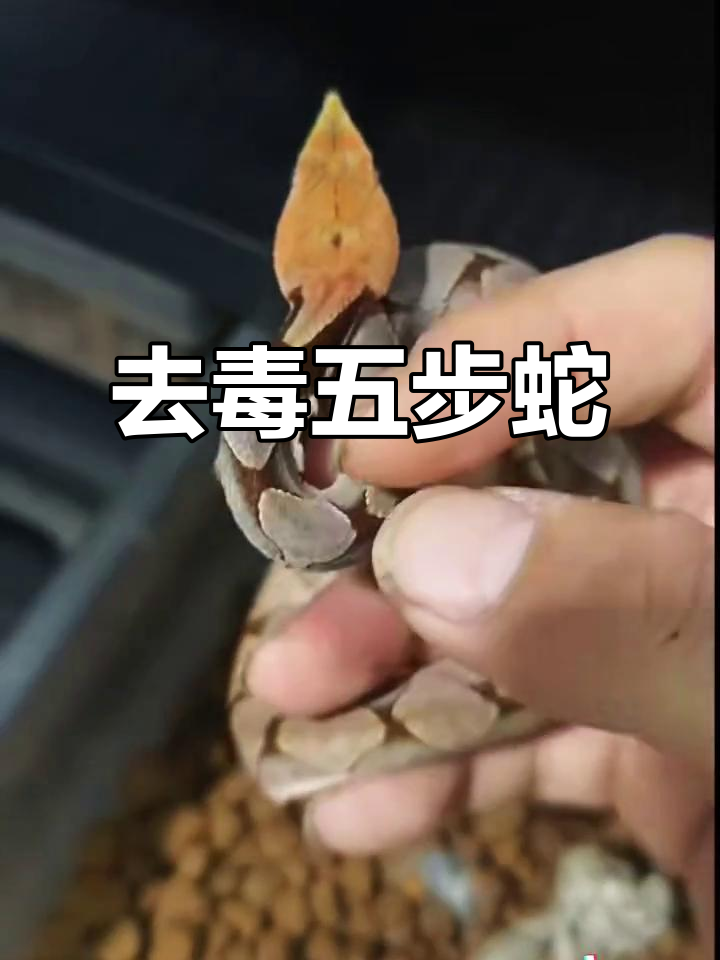 五步蛇养殖场,去毒腺手术专利加持,安全无痕