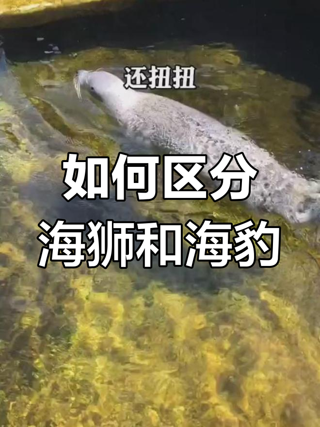 海狮和海豹的区别凶猛图片