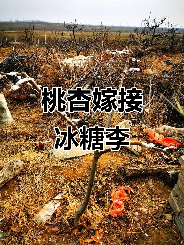 桃树与杏树嫁接,结出美味冰糖李子