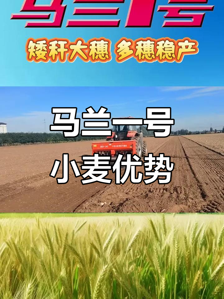 马兰1号小麦:矮杆抗倒,根系发达,三要素协调助力高产
