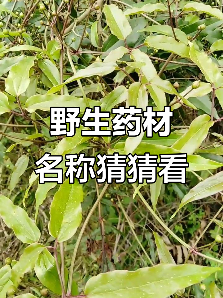 跌打损伤药材大揭秘,家乡话来命名!