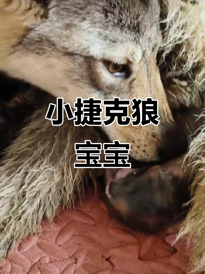 刚出生的小捷克狼宝宝,萌态十足