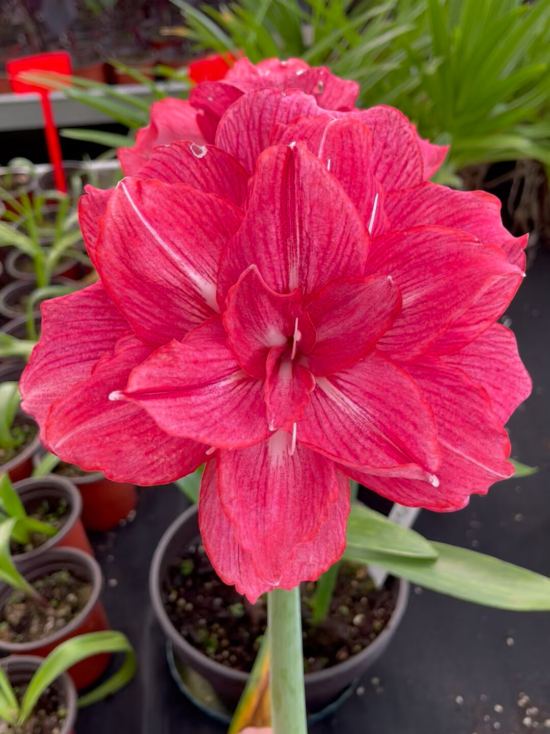 澳洲朱顶红爱罗姬