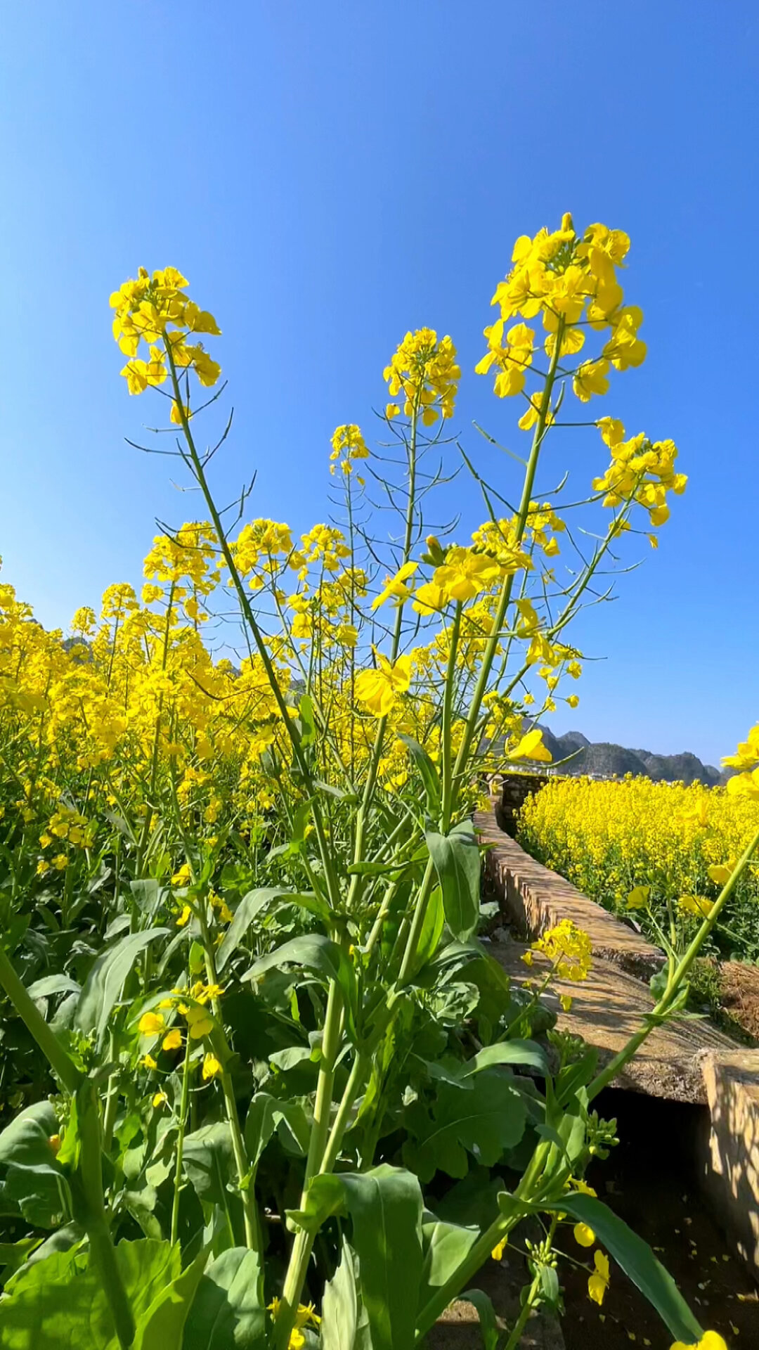 描写春天油菜花的300字作文怎么写
