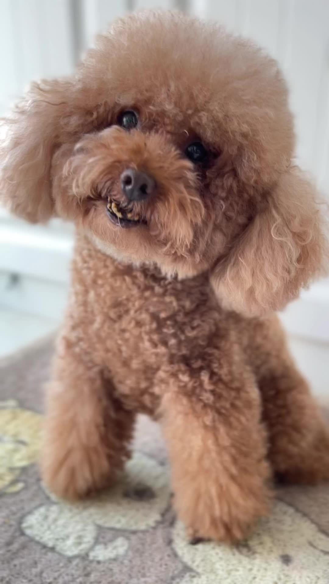 我漂亮吗?快说我漂亮 说我漂亮就汪一声 萌宠 泰迪 狗狗 抖in萌宠计划