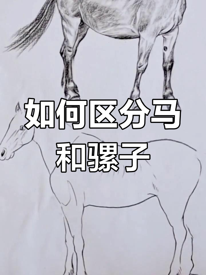 驴子和骡子导读图片