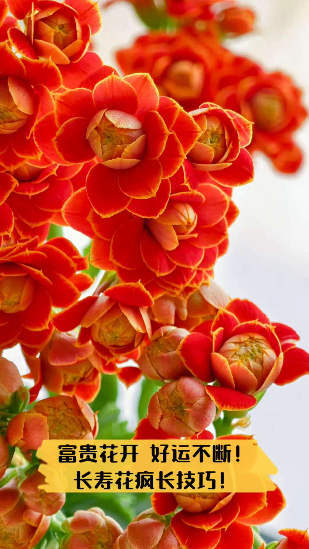富贵花开,好运不断!长寿花疯长技巧!