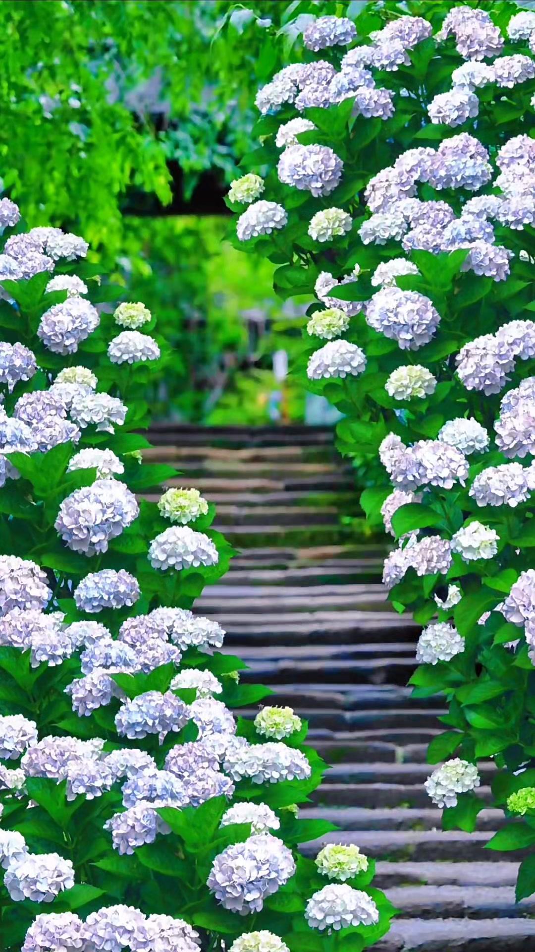 的鲜花,是瀑布流下的溪水,是光影,是烟雨,是你……绣球花 治愈系风景