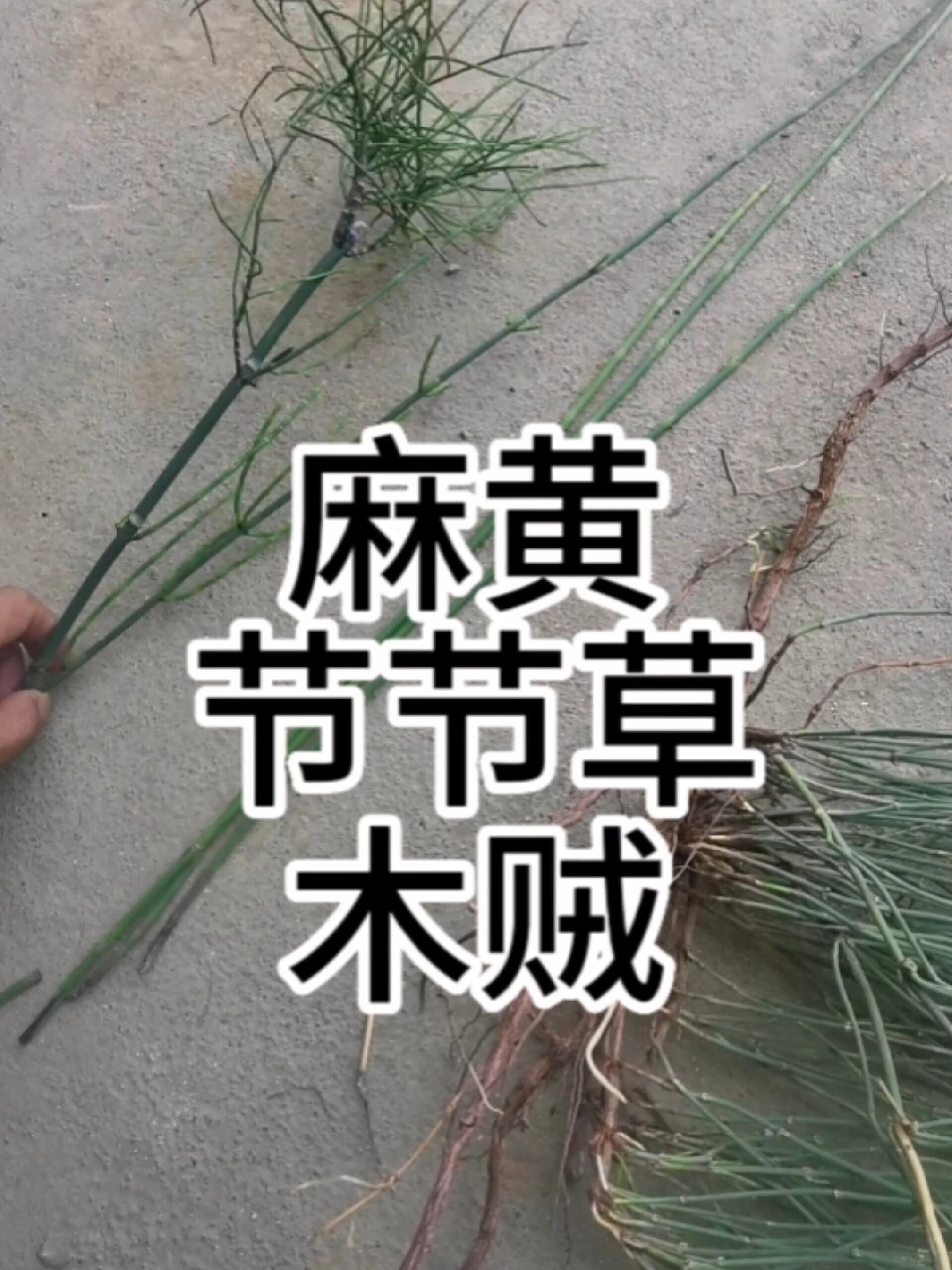 每天学习一味中草药麻黄木贼节节草