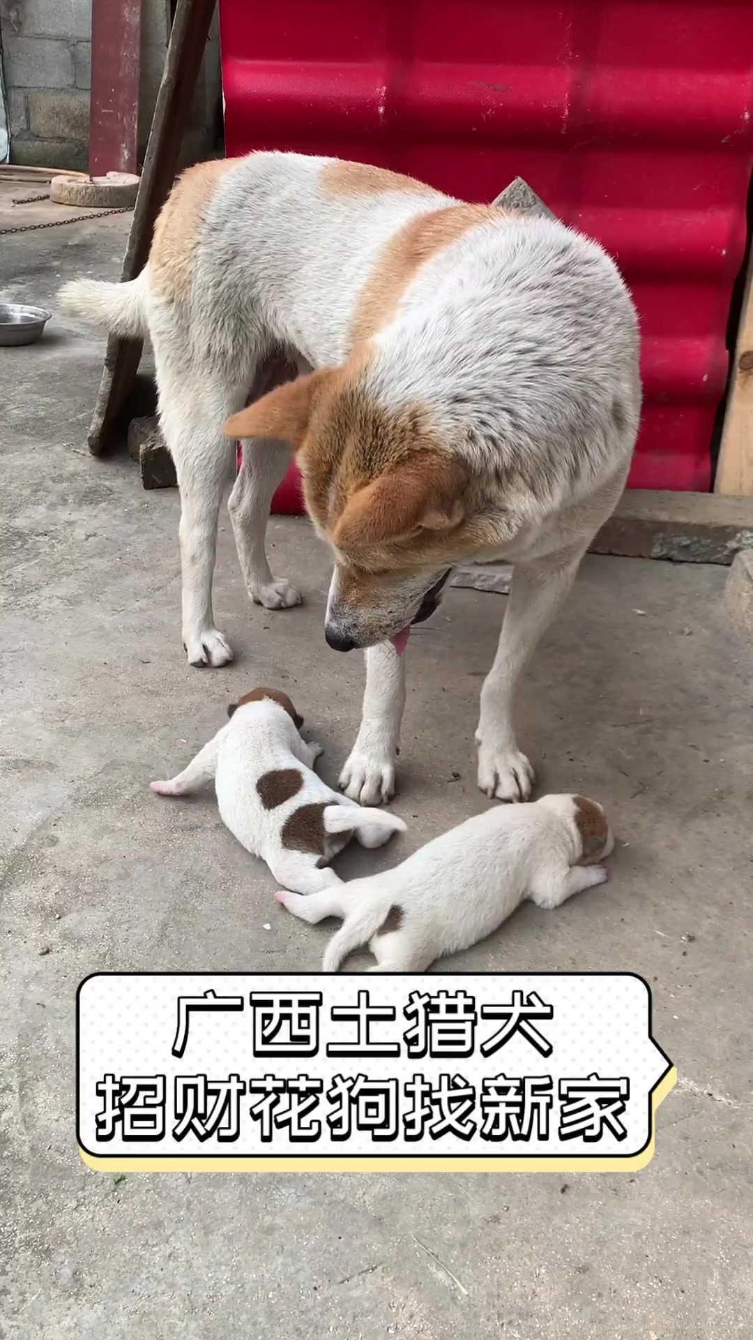 广西土猎犬,招财花狗找新家
