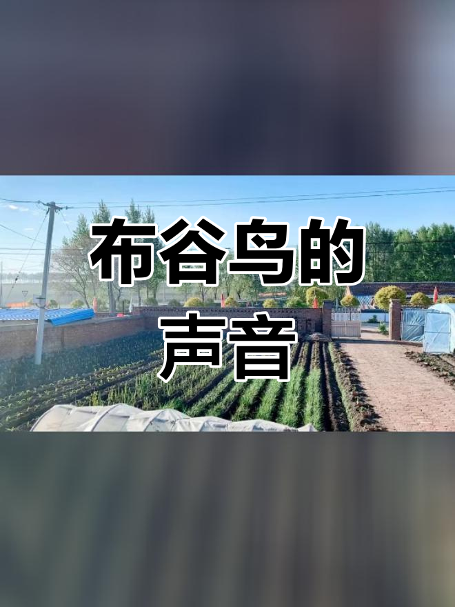 布谷鸟的叫声,回忆满满