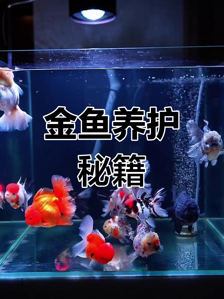 泰狮金鱼饲养全攻略:过滤,滤材与换水技巧