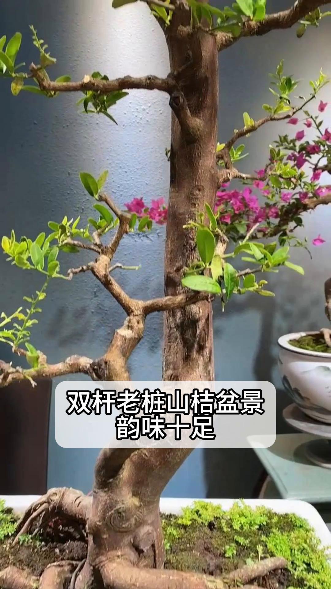 双杆盆景图片欣赏图片